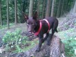 Kelpie v lese - klikni pro větší velikost