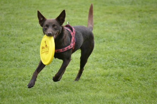 Angie & frisbee